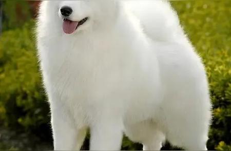 西伯利亚的微笑天使：萨摩耶犬的故事