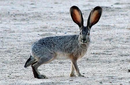 【自然探秘】揭秘长耳大野兔：北美野生生态的秘密使者