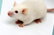 为何老鼠总是在实验室中成为科学献身的首选？
