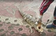 水库中的悲剧：不足1米的鳄鱼幼崽因放生不当而丧命