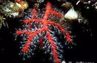 红珊瑚：自然界的璀璨宝石
