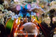 抖音上惊艳的海洋生物：雀尾螳螂虾，是“一拳超人”吗？