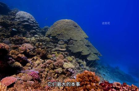 珊瑚：植物还是动物？揭秘珊瑚礁的奥秘