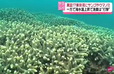 东京湾异常升温引发珊瑚繁盛，幕后原因揭秘