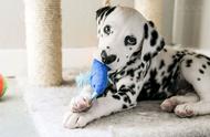 斑点狗Wiley：鼻子上的一颗'心'的奇特标志