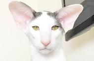 大耳朵、杏眼、三角脸：东方短毛猫的特征