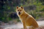 中华田园犬：血统最尊贵的狗品种？一项研究揭示'土狗'可能是所有狗的祖先