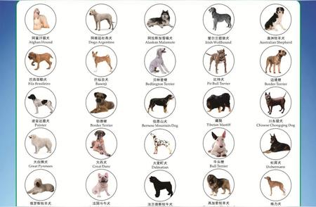 郑州城市新规：遛狗必须拴绳，这50种犬类禁止饲养