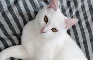 白猫与三色虎斑猫：1274只猫咪的追踪研究揭秘