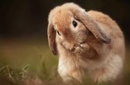如何区分兔子的性别？