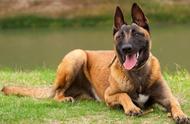 拉布拉多：十种搜救犬品种中的佼佼者