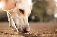 嗅觉王者：揭秘全球12只最灵敏的狗狗，3亿个嗅觉受体令人惊叹！