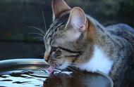 猫为何对水感到恐惧？