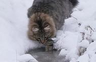 俄罗斯网友家的挪威森林猫霸气侧漏，你敢来感受吗？