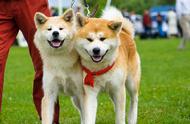 秋田犬：日本国犬的魅力，你愿意拥有吗？