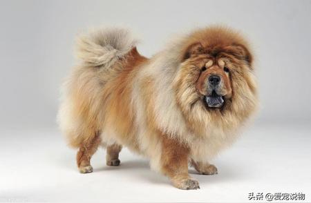 西藏的古老犬种：松狮犬吗？