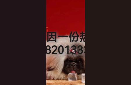 萌宠出道计划中的明星：北京犬的乖巧魅力