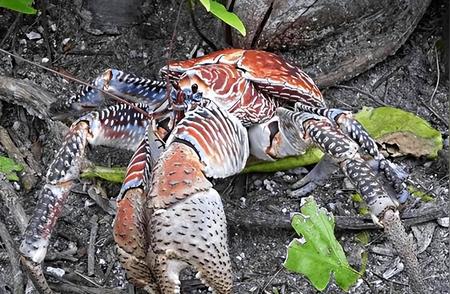 椰子蟹的惊人力量：体重仅8斤，却能上树捕鸟、开椰子，甚至攻击人类？