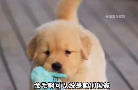 金毛犬不为人知的缺点大揭秘