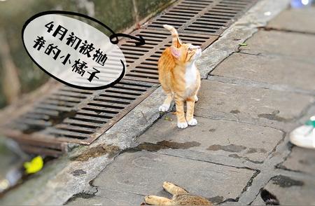 流浪猫绝育：平衡环境与社会矛盾的关键