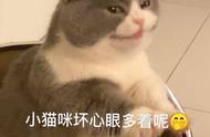 猫咪的聪明表现：你了解多少？