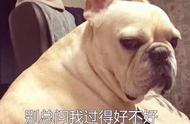 关于法国斗牛犬：你必须要知道的五点事实!