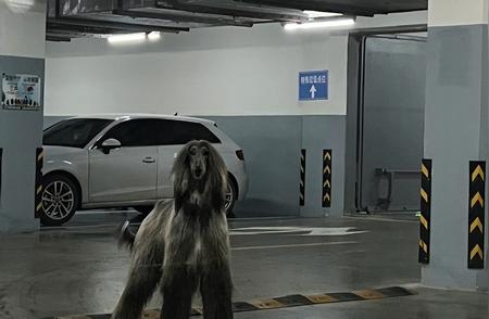 杭州女子车库惊遇猛犬阿富汗猎犬，一家三口瞬间紧张
