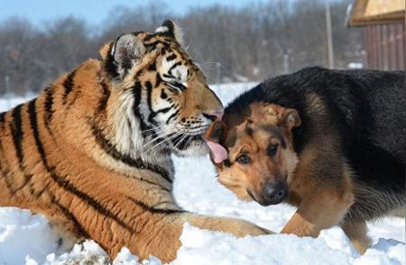 揭秘家狗见老虎的瞬间反应：血脉压制还是本能恐惧？
