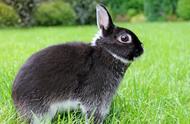十大最受欢迎宠物兔品种排行榜