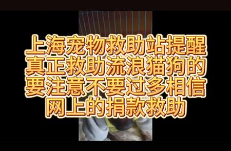 上海救助流浪宠物行动：我们不只是捐款，更需要实际行动