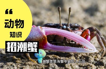 招潮蟹：独特的生物现象与生态环境探索