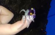 恶魔蟹：鱼缸中的绝美生物