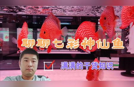 十年水族从业心得：七彩神仙鱼的养护秘诀