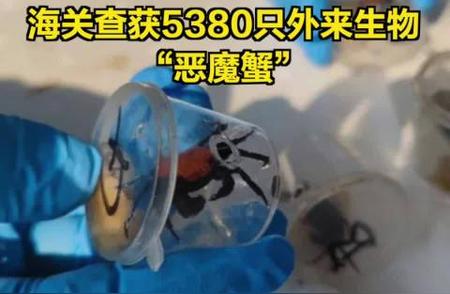 海关惊现！5380只“恶魔蟹”被查获，黑色产业链曝光！