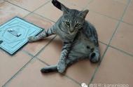 新加坡流浪猫的科普知识全解析
