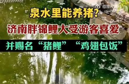 景区锦鲤遭遇“喂食危机”：喂食过度背后的生态警示