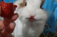 兔子的草莓大餐：嘟嘴瞬间变红唇，网友被萌到无法自拔