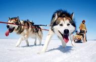 雪橇犬与芬兰：一段驯养的历史与现状