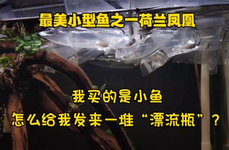 揭秘！你购买的小鱼竟变成“漂流瓶”？探寻真相！