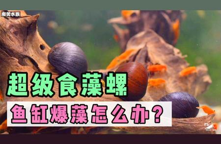 鱼缸爆藻危机！超级食藻螺助你轻松解决南美缸藻类泛滥问题