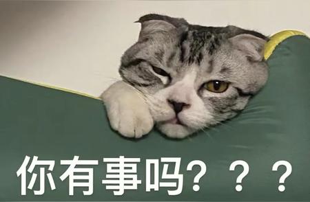 揭秘猫界最受欢迎的名字TOP10，你的猫咪上榜了吗？