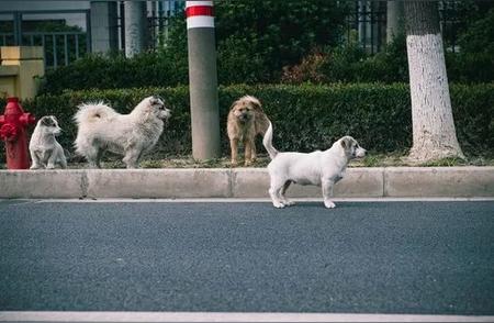 全国流浪狗数量及现状分析