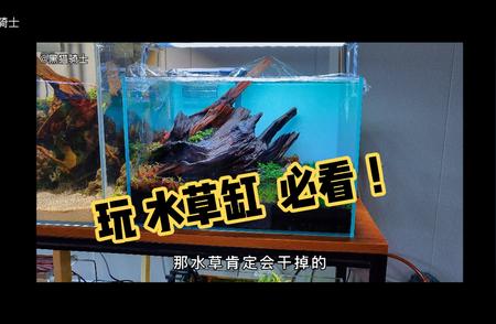 水草缸养护必备知识：避免反面教材的教训