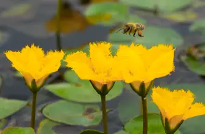 大理茈碧湖：金色荇菜花海绽放的美丽瞬间