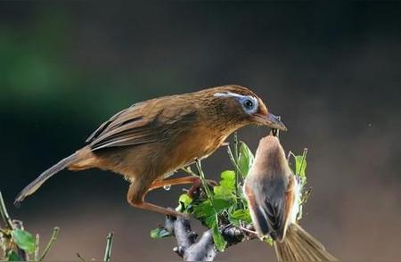 家庭繁殖画眉鸟的实用技巧