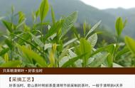 君山银针：黄茶冲泡艺术的典范