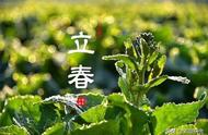 同一座山的普洱茶：春茶、夏花、秋茶的独特之处