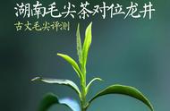 东、中部黄金产茶带的对决：古丈毛尖与龙井茶的较量