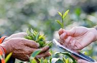 炒青始祖茶与集大成茶：一场茶叶的比较分析