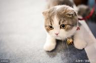苏格兰折耳猫：爱猫者的必知品种